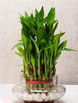 Attractive Two Layer Bamboo Plant
